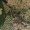 Phantomleaf Wasp II Z1B