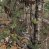 Realtree Xtra Green