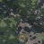 M05 Woodland
